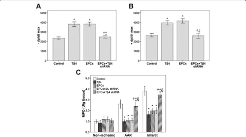 Figure 2C. MPO activity in AAR and infarct tissue wassignificantly reduced in the Tthat in the control group (were seen in the EPCs + SC shRNA group (the EPC group (the inhibitory effect of EPCs on MPO activity (EPCs +Tβ4 group compared withP < 0.05)