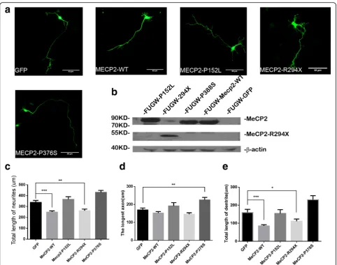 Fig. 3 Results of Western blot and immunofluorescence from MeCP2 WT and mutant expression in vitro