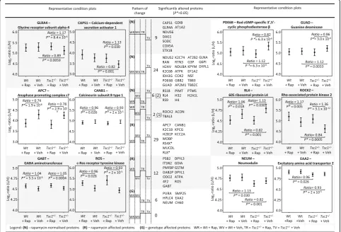Fig. 2 Multivariate analysis of LC-MSE estimates as shown by condition plots illustrating the differences between the WT and Tsc1+/− mice with andwithout rapamycin treatment