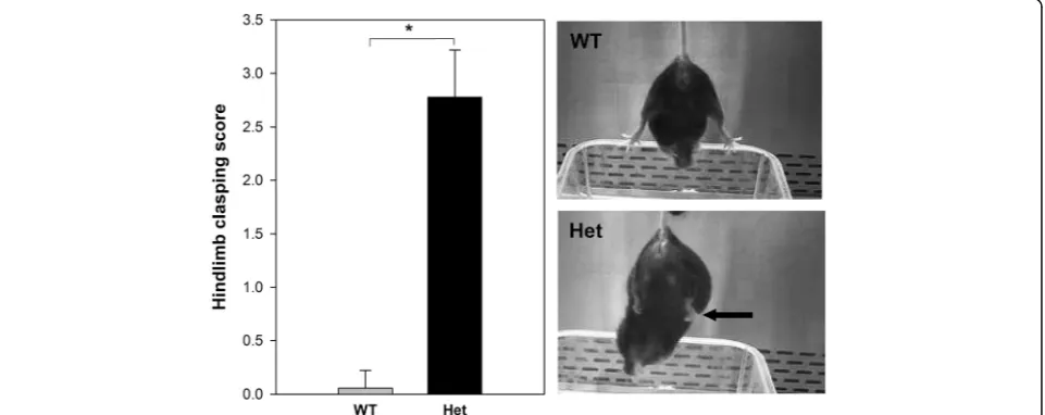 Fig. 1 Left panelRight upper panelresponse; clasping towards the abdomen (. Hindlimb clasping score