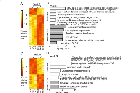 Fig. 2 Heat map and summary of GO terms and pathways. a, c Heat maps showing differentially expressed genes in microglia between Het andWT at 5 and 24 weeks