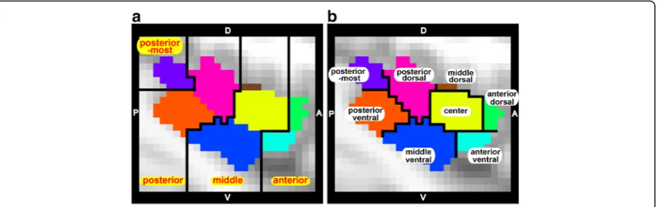 Fig. 4 Spatial configurations and labels for the insular sub-regions. The parcellation pattern of the left insula of the TD group is magnified