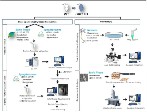 Fig. 1 Overview of experimental design. In the mass spectrometry studies, the Fmr1 KO mouse model was compared with WT mice