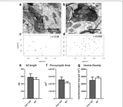 Fig. 3 Ultrastructural analysis of Purkinje cell synapses. Fmr1 KO (of density vs. active zone (AZ) length in Fmr1 KO (presynaptic area and vesicle density
