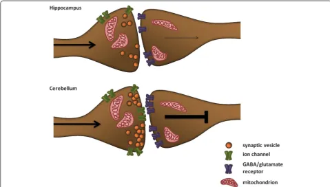 Fig. 4 Changes observed in hippocampal and cerebellar synapses using mass spectrometry and microscopy studies