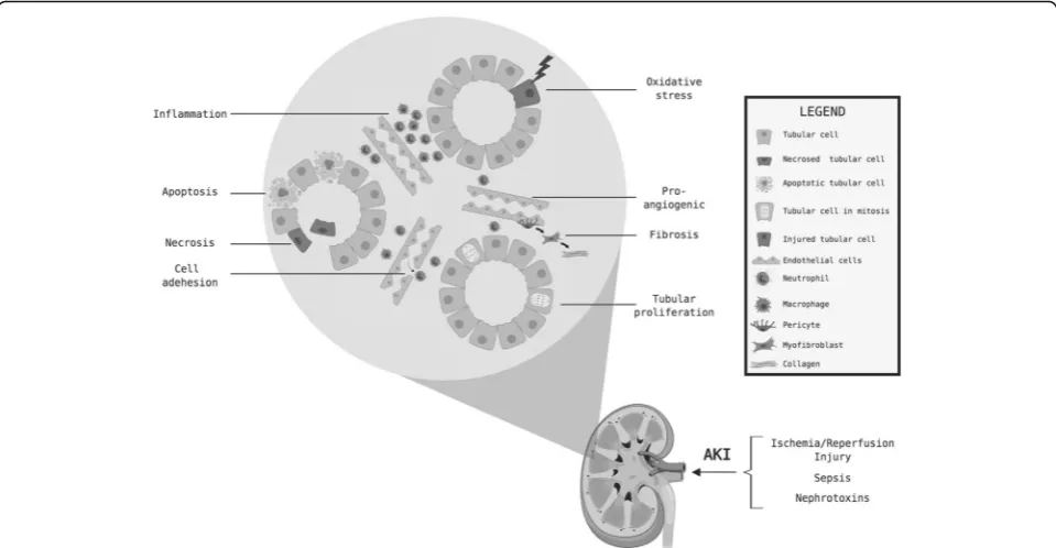 Fig. 1 Pathways for miRNA involvement in acute kidney injury (AKI). Figure depicts schematic of pathways involved in the pathogenesis of AKI,highlighting kidney endothelial and tubular cell injury/death