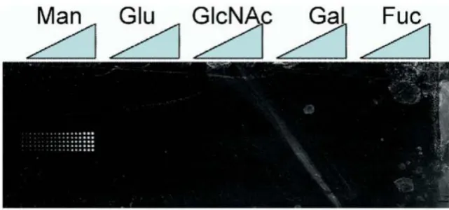 Figure 1.4: Glycoarray coated with mannose, glucose, Nfucose. Labelled diagnostic tools for the detection of pathogens