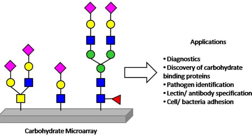 Figure 1.5: Current applications of carbohydrate microarrays, adapted from the work of N