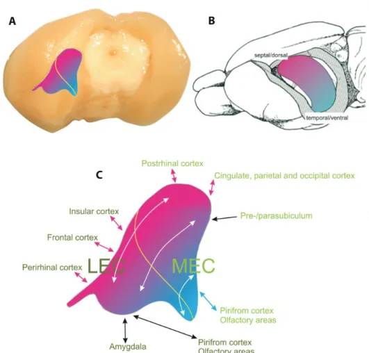 FIGURE 1 | Schematic representation of the structure of the entorhinal cortex and hippocampus  (shown on a rat brain)