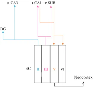 FIGURE 2 | Simplified connectivity between the entorhinal cortex and the hippocampus. 