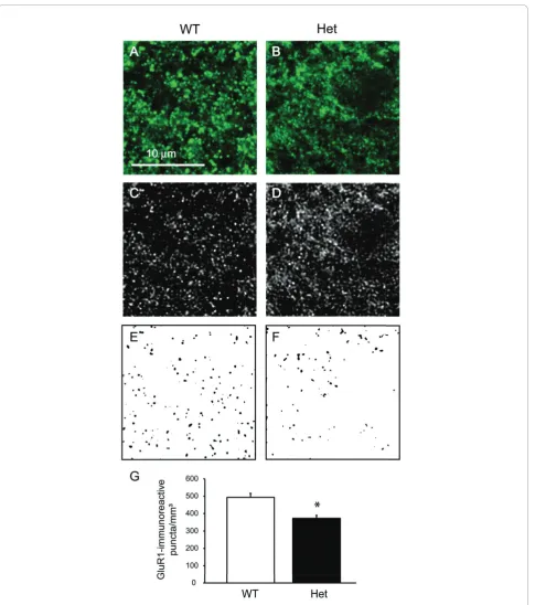 Figure 4 Decreased density of GluR1-immunoreactive puncta in Shank3 heterozygous mice