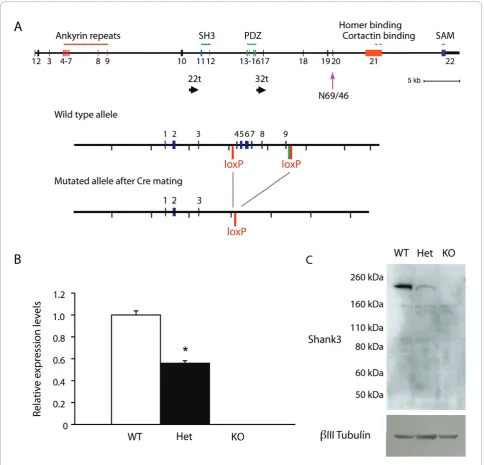 Figure 1 Reduced expression of Shank3 in Shank3-deficient mice. (A) Targeting strategy