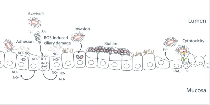 Table 1. Virulence factors associated with colonization of the respiratory mucosa 1