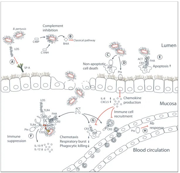 Figure 2. B. pertussis virulence factors modulating the host immune response. The most  relevant aspects of host immune manipulation by B