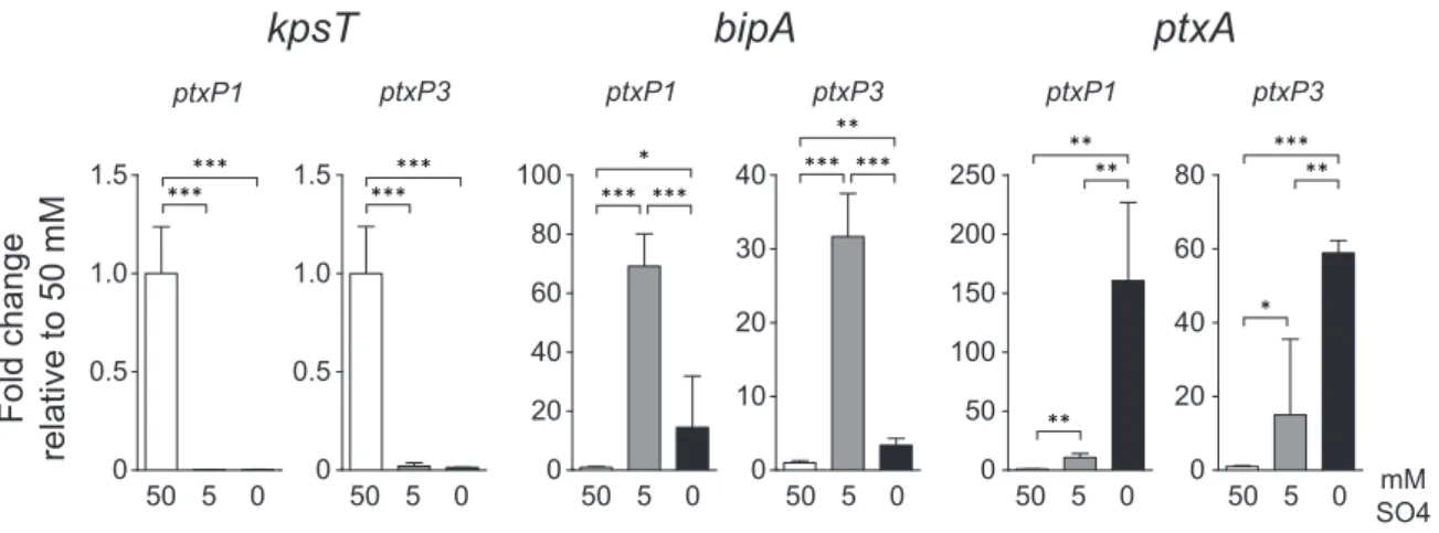 Figure 1. Sulfate-mediated modulation in B. pertussis strain B1920 (ptxP1) and B1917 (ptxP3)