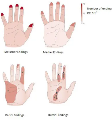 Fig. 5.1: The relative densities and locations of the different types of nerve endings