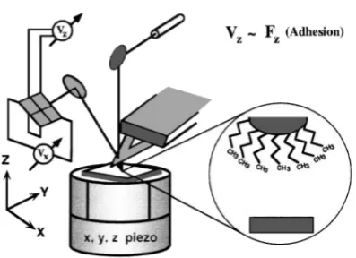 Figure 2.11: Adhesion force maps from a 5 µfrom Stipp × 5 µ area on SiO2 surfaces, as adapted et