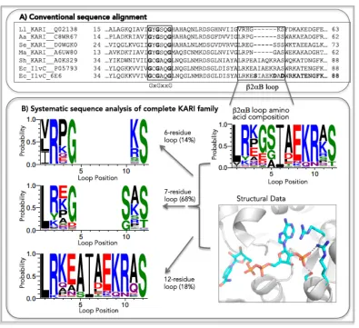 Figure 1-2. Excerpt of a multiple sequence alignment (a) of L. lactis KARI (LlKARI, 