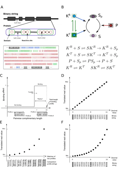 Figure 2.1: The “Genome” structure and scaling method used to encode cellular net-works