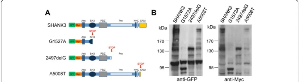 Figure 1 Domain composition and expression analysis of SHANK3 variants.G1527A, 2497delG, and A5008T, and each is based on thePredicted premature stop sites are marked by STOP in red.overexpressed fusion proteins SHANK3, G1527A, 2497delG, and A5008T by West