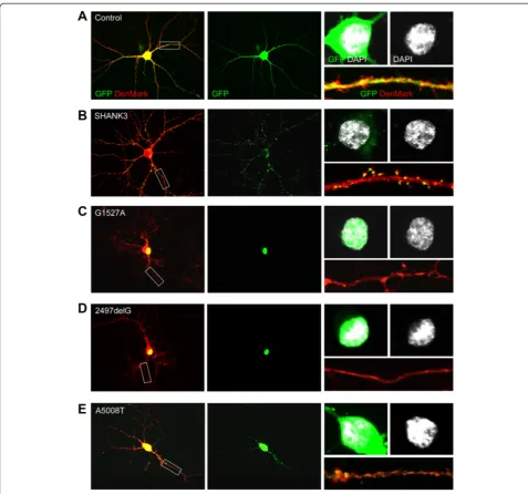 Figure 2 Nuclear accumulation of truncated SHANK3 variants G1527A and 2497delG.after transient overexpression (DIV11-14) in rat primary hippocampal neurons