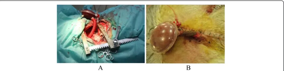 Fig. 2 Photograph of experimental setup for the 65-ml extra-thoracic paraaortic counterpulsation device (ETPACD) in the acute heart failure sheepmodel