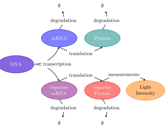 Figure 1.2:A diagrammatic representation of how the measurement process throughreporter genes relates to the underlying process of native gene expression