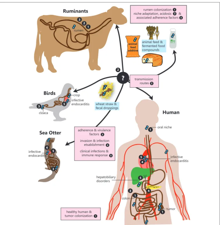 FIGURE 1 | SBSEC - the road to infection. Graphical overview of the different niches inhabited by SBSEC members as well as relevant aspects of host colonization, adherence, invasion and infection covered in the corresponding chapters indicated by bullet po