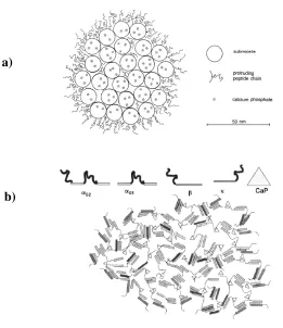 Figure Figure 2.1 Models of the casein micelle; 