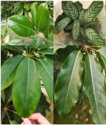 Figure 1. Fresh tree leaves for making tableware. 