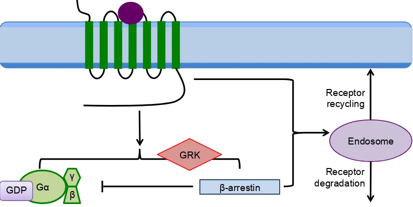 Figure 1.8: GPCR interactions with β -arrestins and internalisation. The C-terminus active, agonist-bound GPCR serves as a substrate for GRKs
