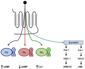 Figure 1.9: GPCR signalling bias. Many GPCRs are capable of signalling throughmultiple eﬀectors, G proteins and β -arrestins to regulate a variety of downstream processes.In these cases, the bound ligand can directly inﬂuence the signalling pathway activated.This is termed bias, functional selectivity or agonist-directed traﬃcking.