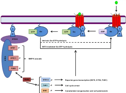 Figure 1.13:The Saccharomyces cerevisiae pheromone response Haploid Sc.cerevisiae cells exist as either the α or a mating type that express the STE2 or STE3GPCR, respectively