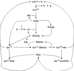 Figure 1.16: The Smith model ofGto promote downstream signalling before entering and inert GTP-bound state.scheme details the model of Smith et al
