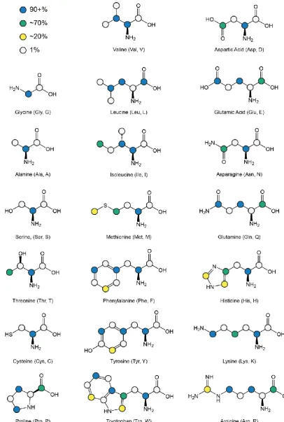 Figure 3.1. 13C enrichment pattern for amino acids of proteins expressed using [2-13C]glycerol
