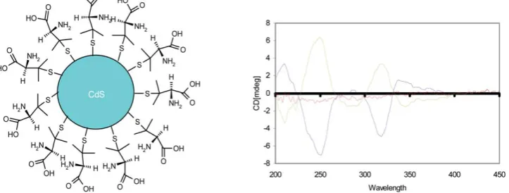 Fig. 13Chiral memory of thiol-capped CdTe nanocrystals.stabilized with chiral ligands retained their optical activity even afterexchange with an achiral thiol