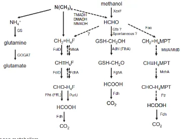 Figure 1.12. Proposed C1 oxidation pathways and N assimilation pathways in MA metabolism by the MRC isolates