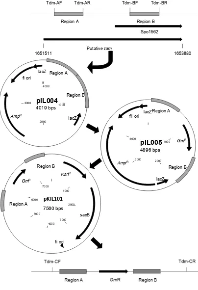 Figure 3.3. Construction of the Δtdm::Gm   mutant. Two regions within the putative Tdm were amplified from wild-type R