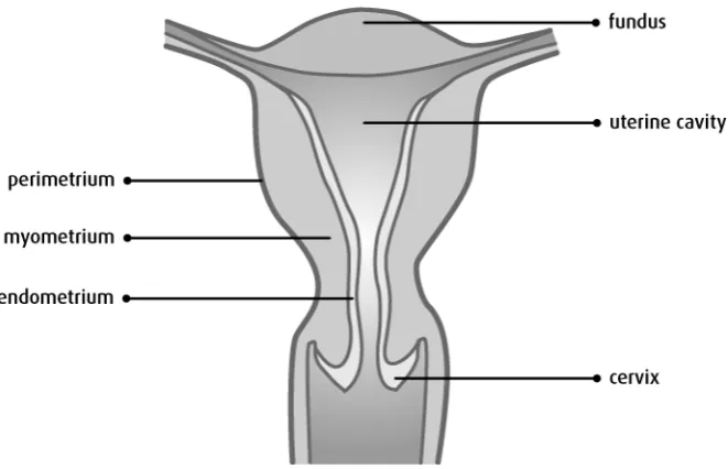 Figure 1.1: Structure of the non-pregnant human uterus (from http://www.cancer.ca/)
