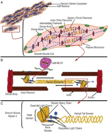 Figure 1.2: Myometrial smooth muscle contraction (A) The structural components(dense bodies, dense bands, intermediate filaments) and contractile machinery (thick andthin filaments) in myometrial myocytes