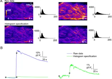 Figure 2.3: Processing the data using histogram specification reduces the effectof global changes in fluorescence during a contraction.between a frame showing the tissue prior to a contraction (((The frames used in (A) are indicated (black (A) The change i