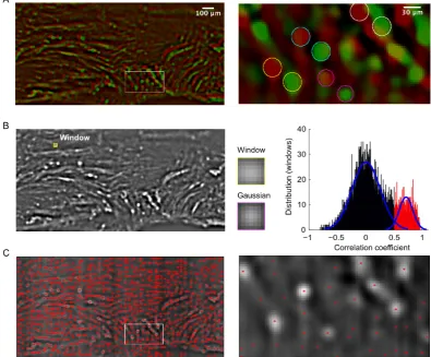 Figure 3.2: Identification of landmarks for tracking (A) Frames are band-pass filteredto emphasise small cell bodies (landmarks) with radii ∼15µm which were present in alldata sets