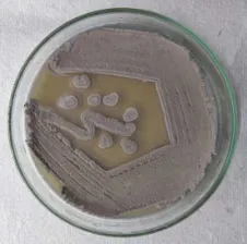 Figure 4. Reducing sugar release by Streptomyces sp under varying fermentation temperature using ragi husk as growth substrate