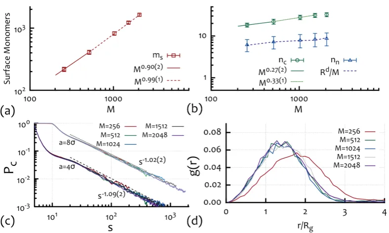 Figure 4.10: (a)of the coils centre of massdeﬁnes the average distance of the chains centre of mass and it is found to be smaller than2et al.deﬁned in the text