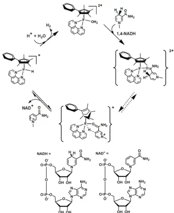 Figure 1.15.xPh)Ir(1,10-phenanthroline)OH(taken from reference).by thehalf-sandwich Ir(III) anticancer complex [(η5-Cp+  Proposed catalytic cycle for the oxidation of NADH to NAD2]2+104
