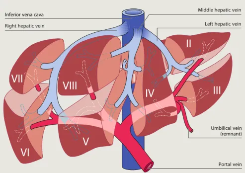Fig. 2.3  Segmental anatomy  of the liver. Hepatic veins  (blue) and large portal vein  branches (red) are  interdigi-tating