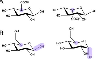 Figure 1.1 D- and L- optical isomers (left and right respectively) are determined by 