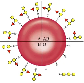 Figure 1.7 Serological blood groups are determined by oligosaccharides on the 