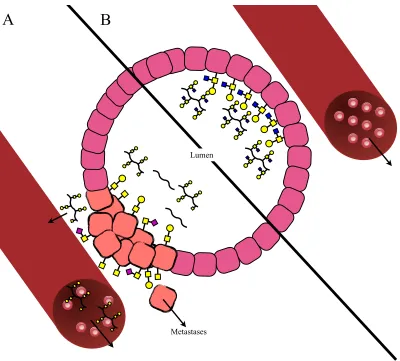 Figure 1.8 Glycosylation and secretion of mucins is altered in tumours (A) compared 