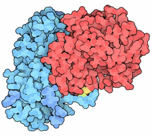 Figure 1.12 Crystal structure of Ricin, which is comprised of one A subunit (red) and 
